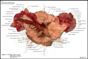 Shawn Bailey and Jennifer Willet - BIOTEKNICA: Teratoma, Anatomy Digitally Generated Duratrans, 2004
